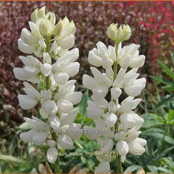 Lupinus polyphyllus 'Noble Maiden'