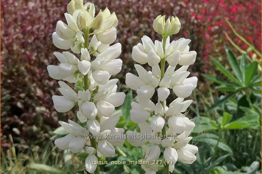 Lupinus polyphyllus 'Noble Maiden'