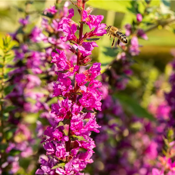 Lythrum salicaria 'Robin'
