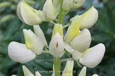 Lupinus polyphyllus 'Noble Maiden'