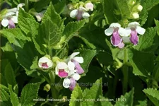Melittis melissophyllum 'Royal Velvet Distinction'®