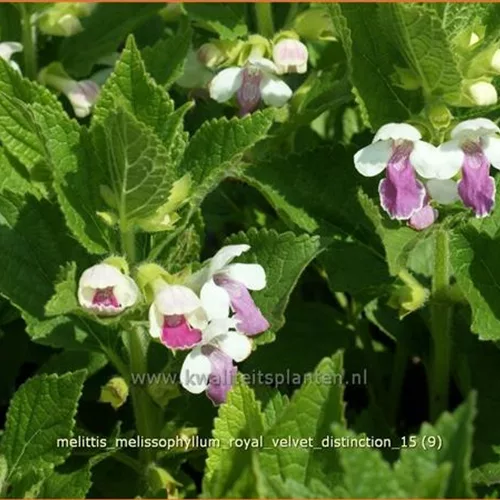Melittis melissophyllum 'Royal Velvet Distinction'®