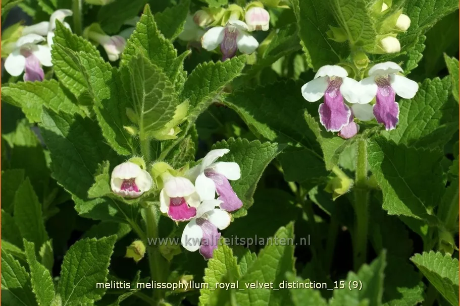 Melittis melissophyllum 'Royal Velvet Distinction'®