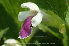 Melittis melissophyllum 'Royal Velvet Distinction'®