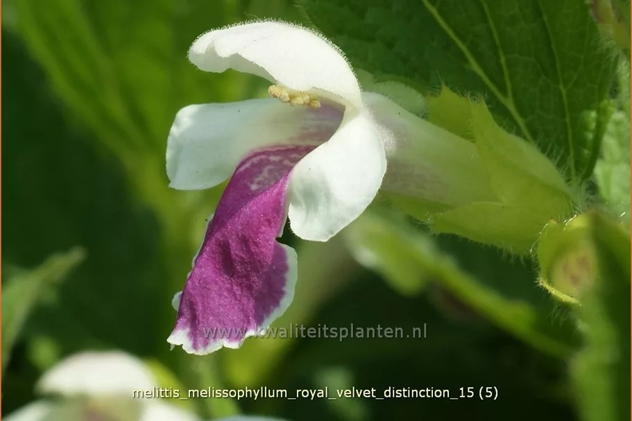 Melittis melissophyllum 'Royal Velvet Distinction'®