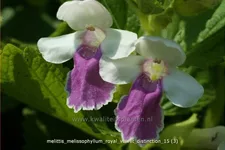 Melittis melissophyllum 'Royal Velvet Distinction'®