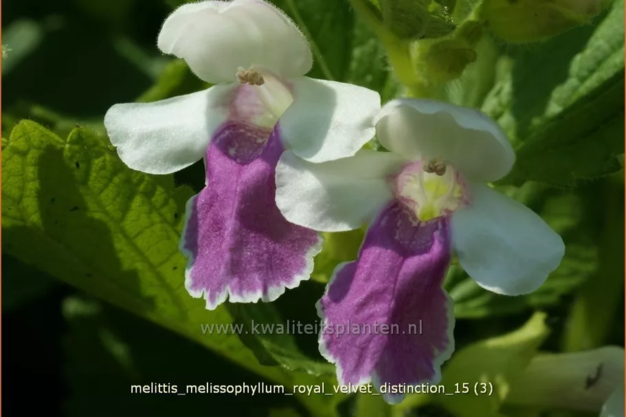 Melittis melissophyllum 'Royal Velvet Distinction'®
