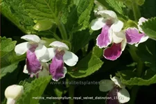 Melittis melissophyllum 'Royal Velvet Distinction'®
