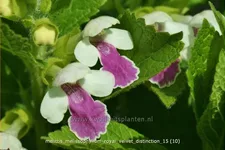 Melittis melissophyllum 'Royal Velvet Distinction'®