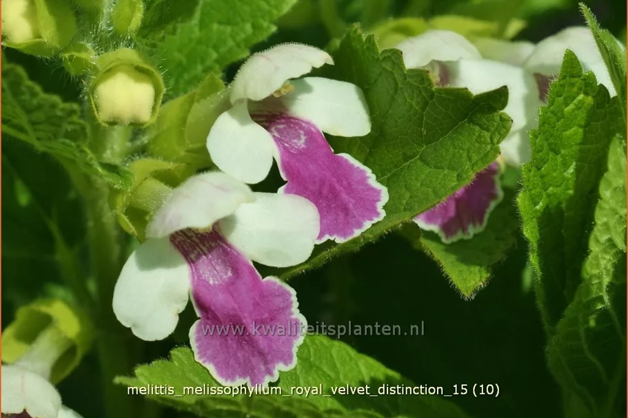 Melittis melissophyllum 'Royal Velvet Distinction'®