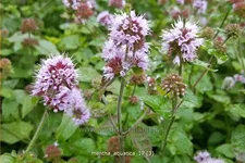 Mentha aquatica