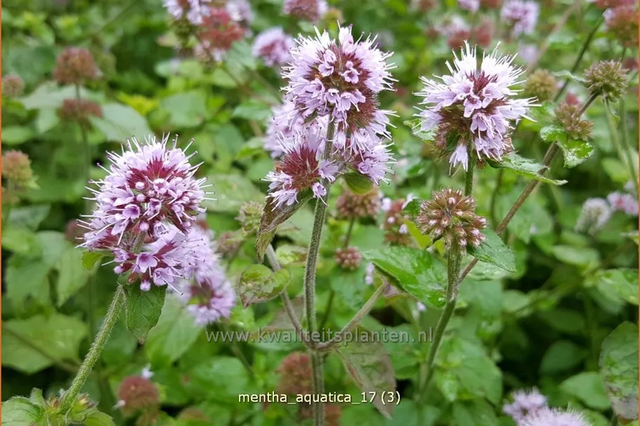 Mentha aquatica