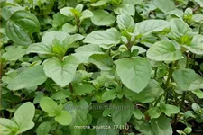 Mentha aquatica