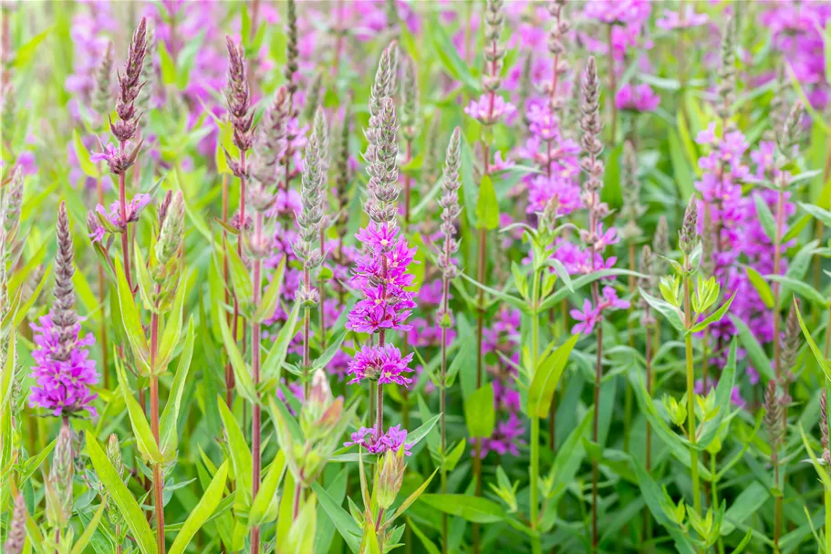 Lythrum salicaria 'Rosy Gem'