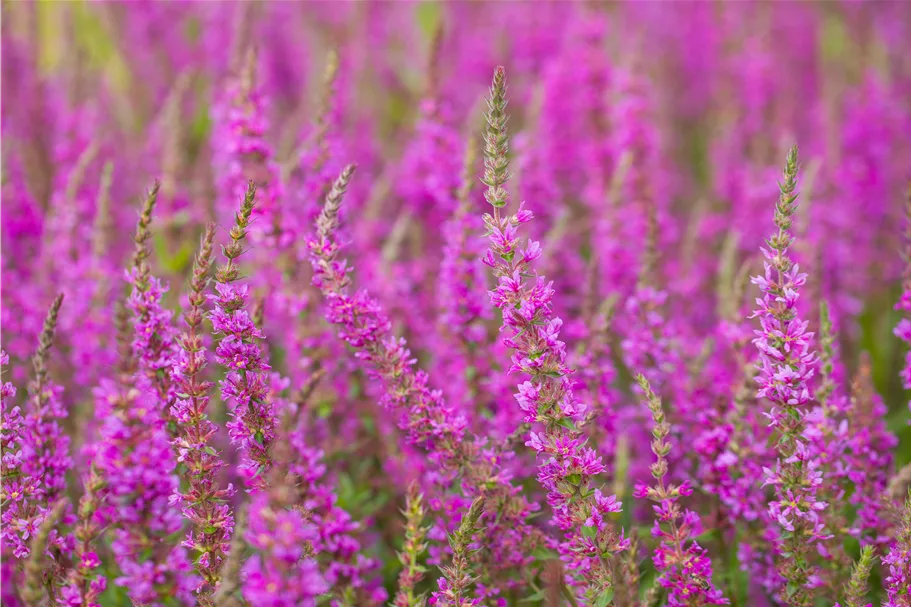 Lythrum salicaria 'Rosy Gem'