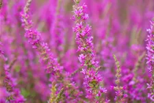Lythrum salicaria 'Rosy Gem'