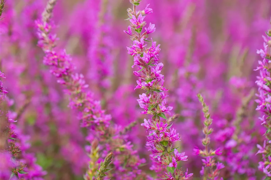 Lythrum salicaria 'Rosy Gem'
