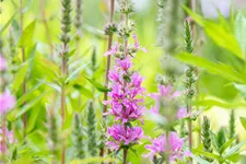 Lythrum salicaria 'Rosy Gem'