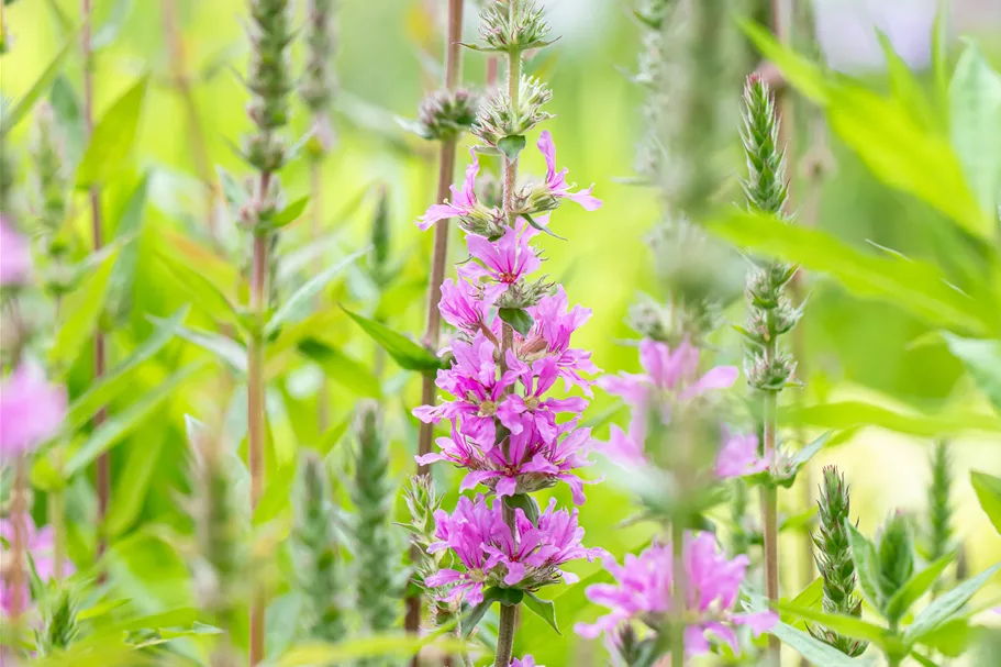 Lythrum salicaria 'Rosy Gem'