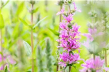 Lythrum salicaria 'Rosy Gem'