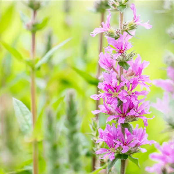 Lythrum salicaria 'Rosy Gem'