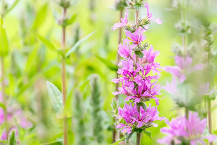 Lythrum salicaria 'Rosy Gem'