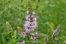Mentha longifolia