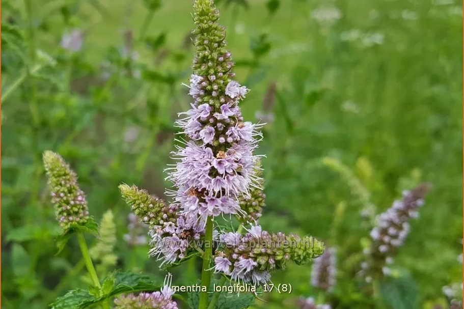 Mentha longifolia