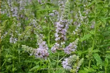 Mentha longifolia