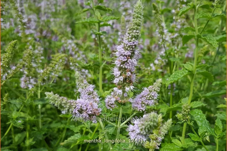 Mentha longifolia