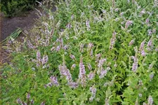 Mentha longifolia
