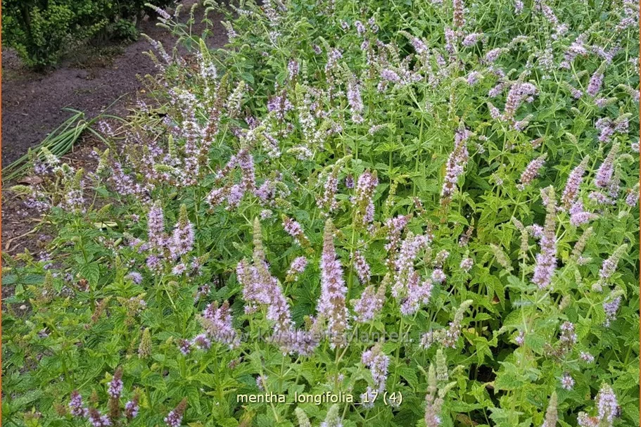 Mentha longifolia