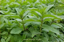 Mentha longifolia