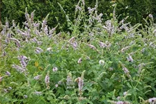 Mentha longifolia