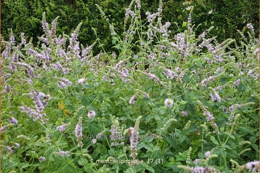 Mentha longifolia