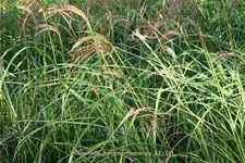 Miscanthus transmorrisonensis (pot 11 cm)