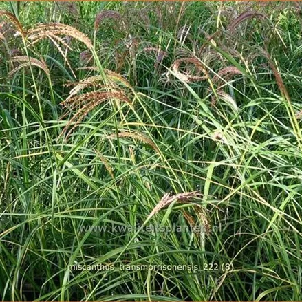 Miscanthus transmorrisonensis (pot 11 cm)