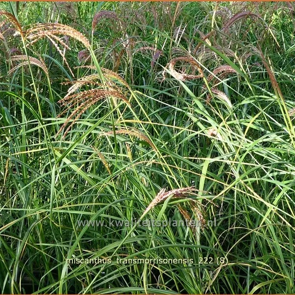 Miscanthus transmorrisonensis (pot 11 cm)