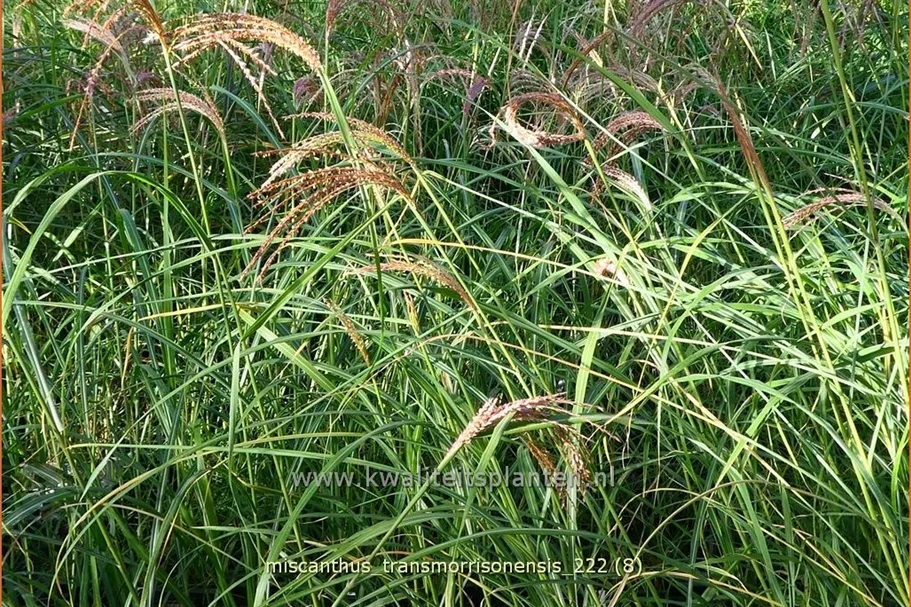 Miscanthus transmorrisonensis (pot 11 cm)