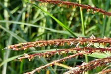 Miscanthus transmorrisonensis (pot 11 cm)