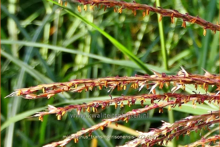 Miscanthus transmorrisonensis (pot 11 cm)