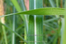 Miscanthus transmorrisonensis (pot 11 cm)