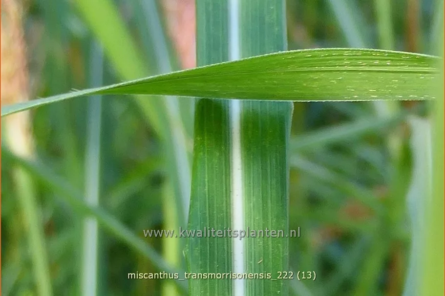 Miscanthus transmorrisonensis (pot 11 cm)