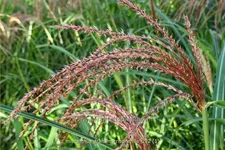 Miscanthus transmorrisonensis (pot 11 cm)