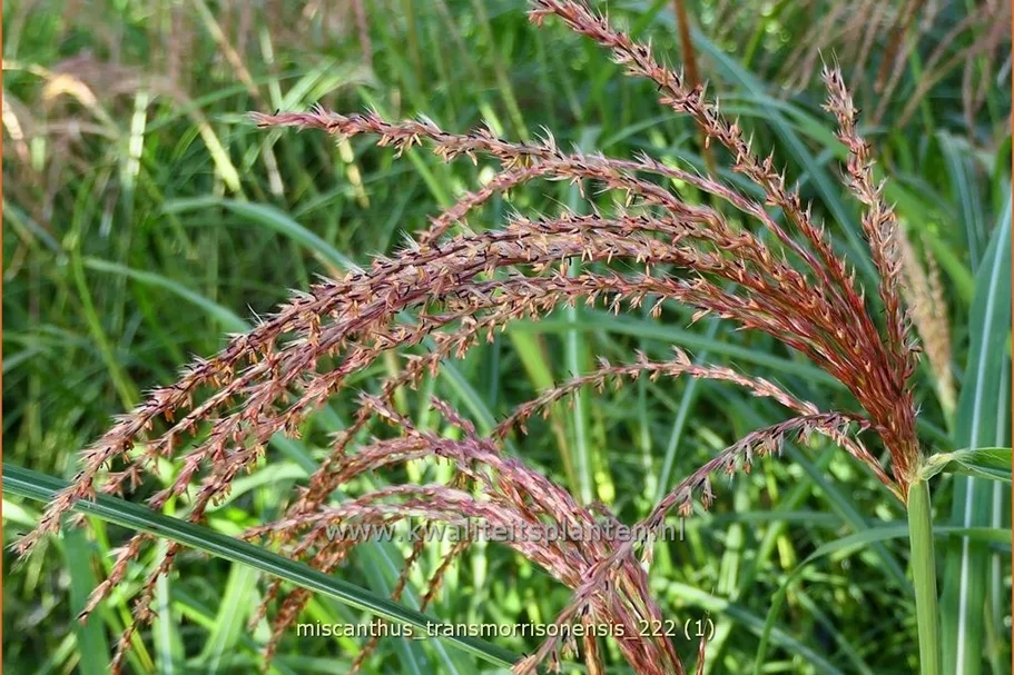Miscanthus transmorrisonensis (pot 11 cm)
