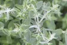 Mentha longifolia