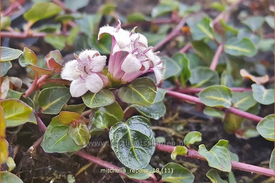 Mitchella repens