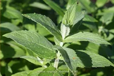 Mentha longifolia 'Buddleia'