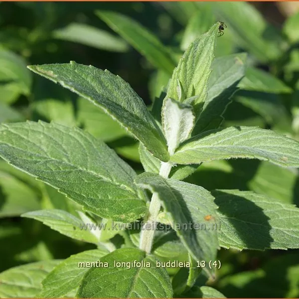 Mentha longifolia 'Buddleia'