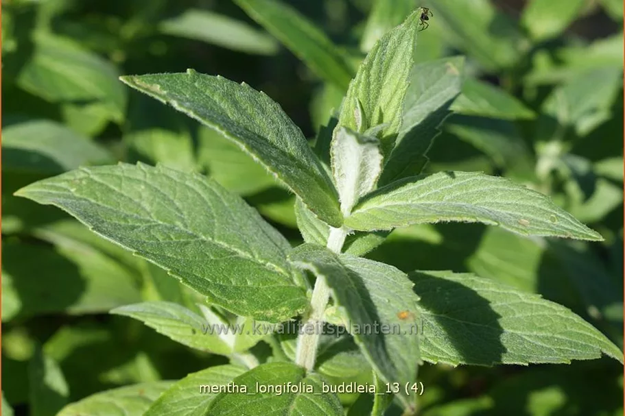 Mentha longifolia 'Buddleia'